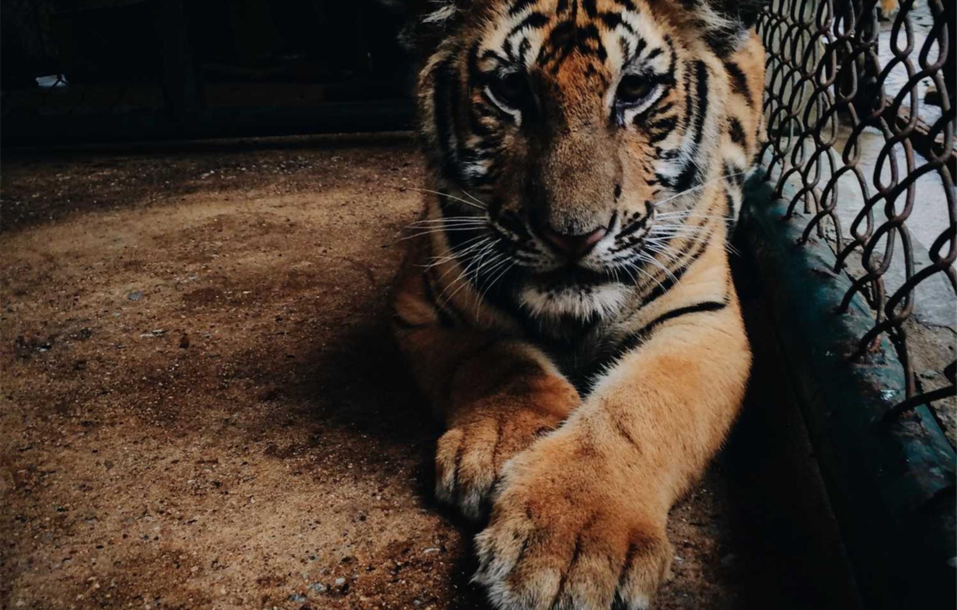 天翼云实名账号：ub8平台开户