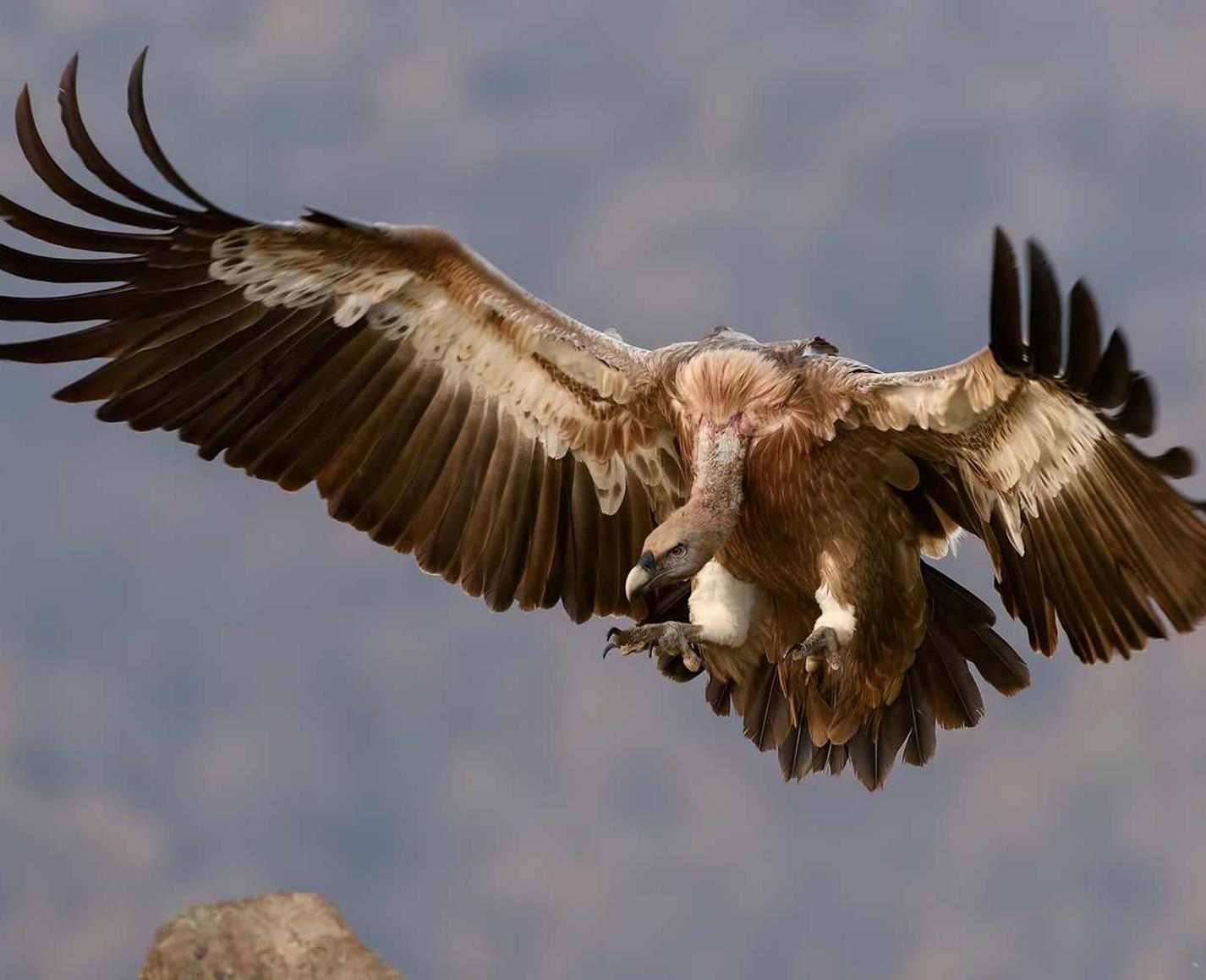 已绑卡实名账号：饿了么众包app详情下载教程