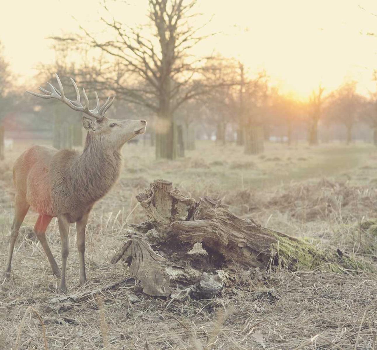网络游戏厂商如何打击技术支持辅助