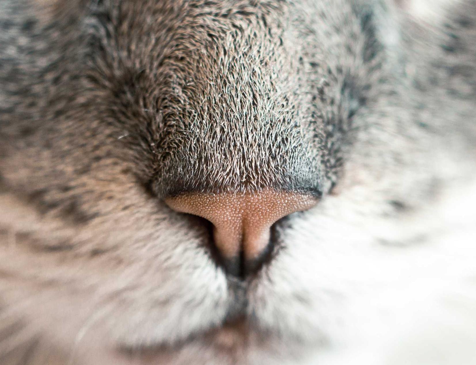 精灵ip实名账号：福建购买钢结构平台