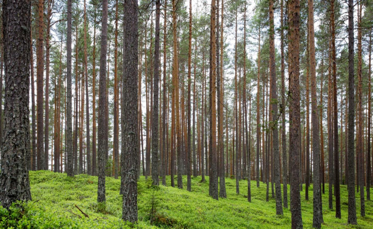 在线双语服务团队：代理平台怎么设置