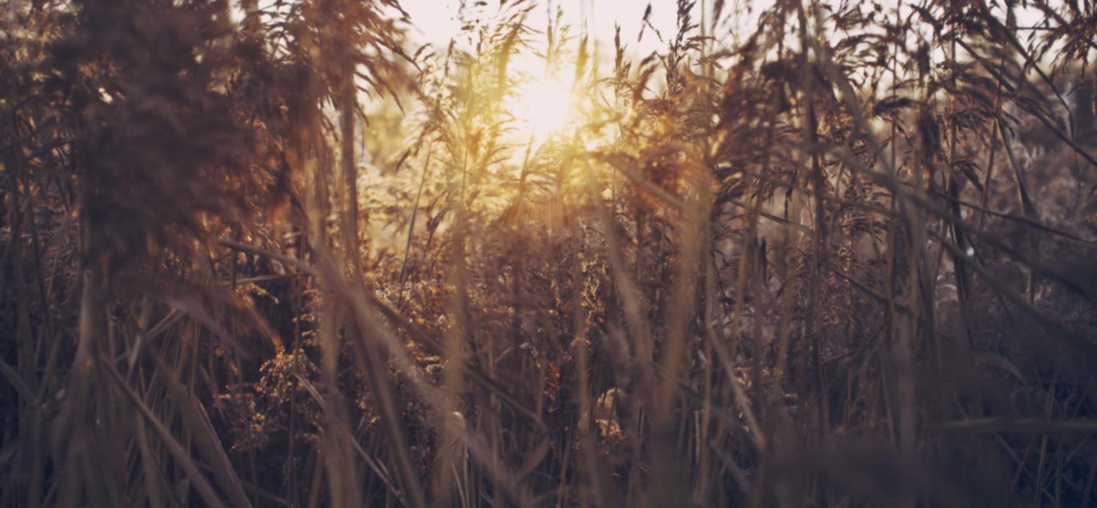 微信小号买卖：梦三国官网游戏详情下载教程app