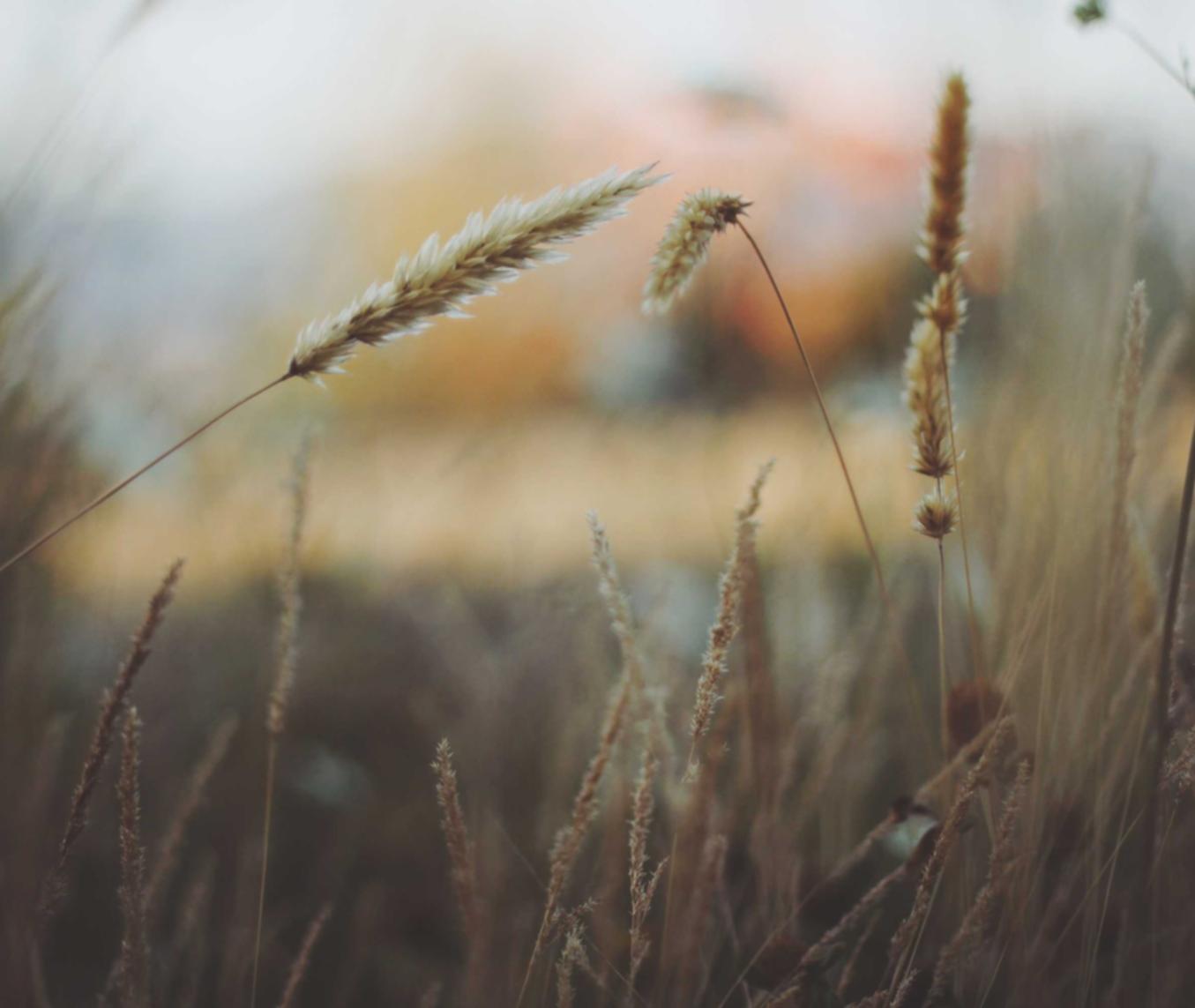 Mond梦都西瓜：广德代理注册公司