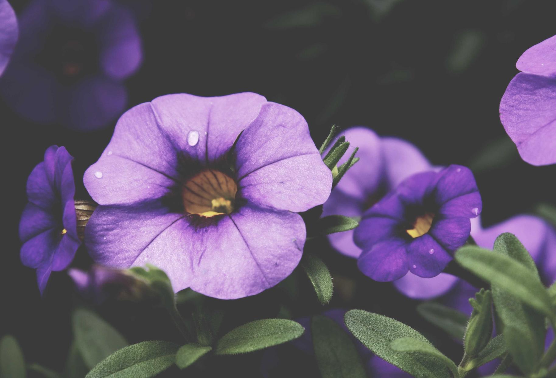 如何使用SEO支持您在当下的市场中创造机会