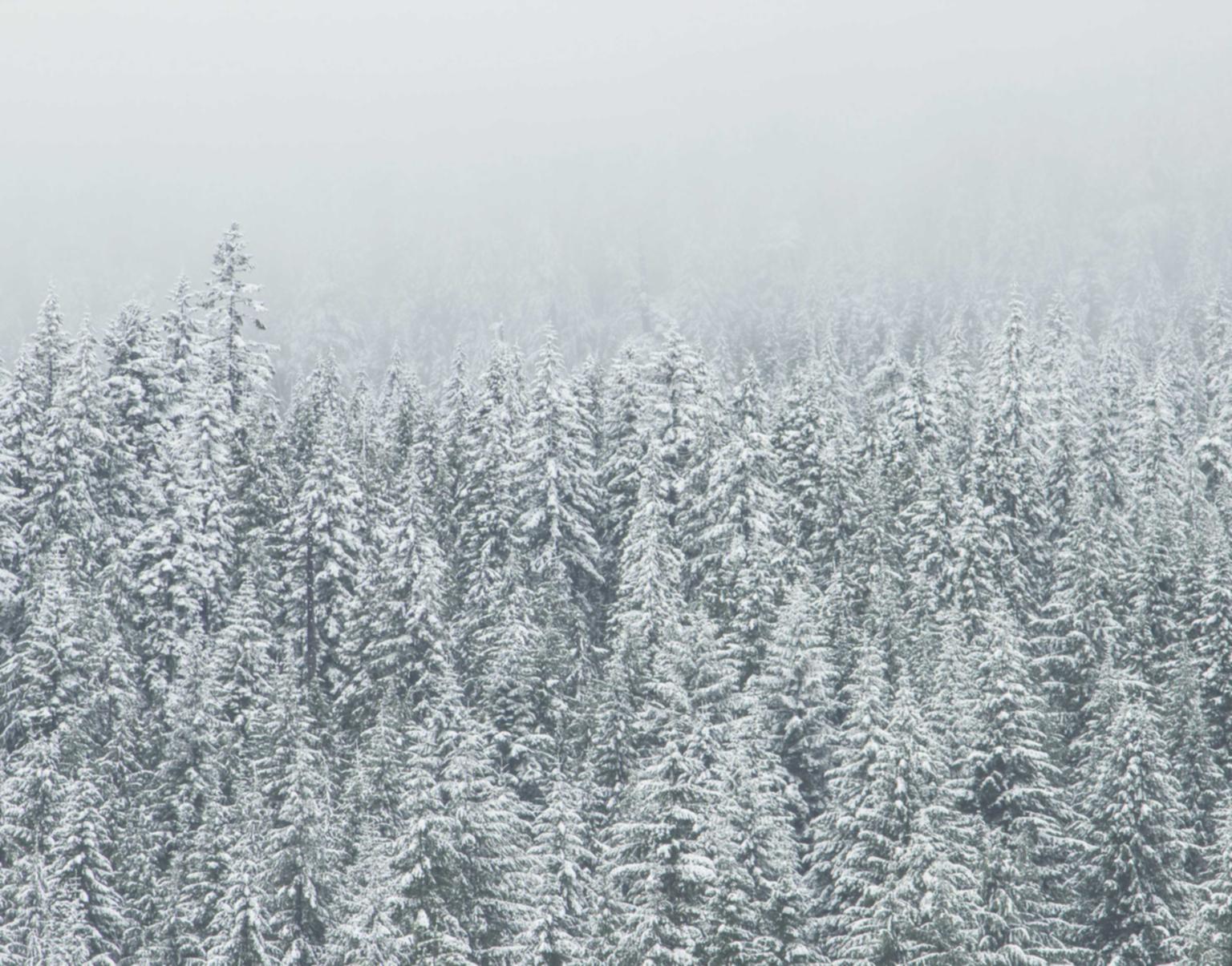 国外微信买卖：“流量卡和手机套餐哪个更划算？”