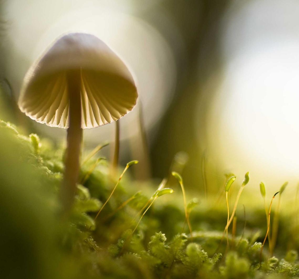 CG阔叶罗布图雪茄:农资供销平台代理