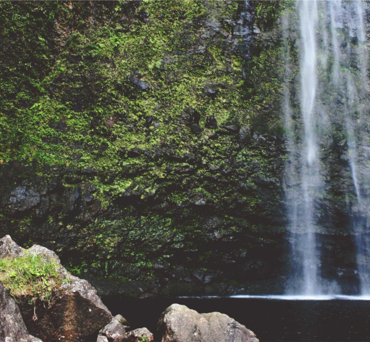 吸烟对动物和植物的影响