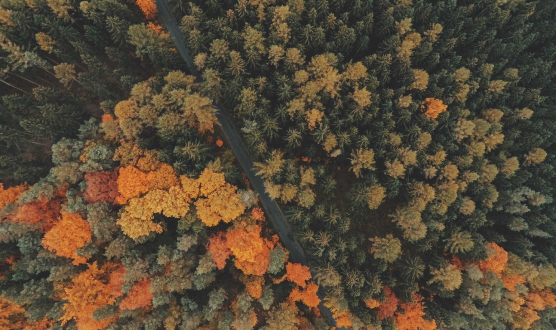 铁塔猫糖果双爆珠(细):代理北京协会注册