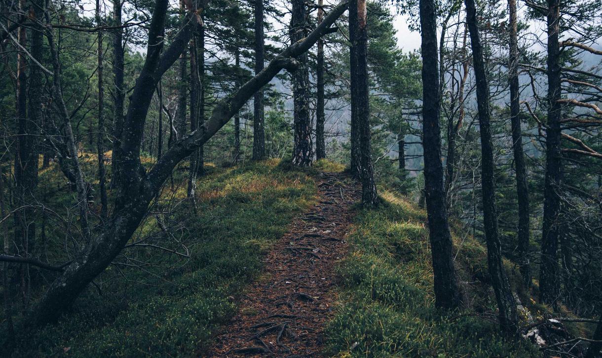 VX号交易网:猫头鹰app详情下载教程